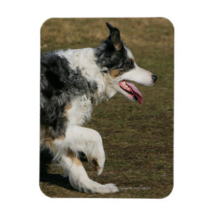 Magnet Flexible Bordure Collie Exécution 1