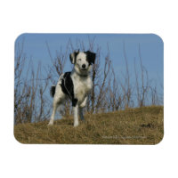 Bordure Collie Leg