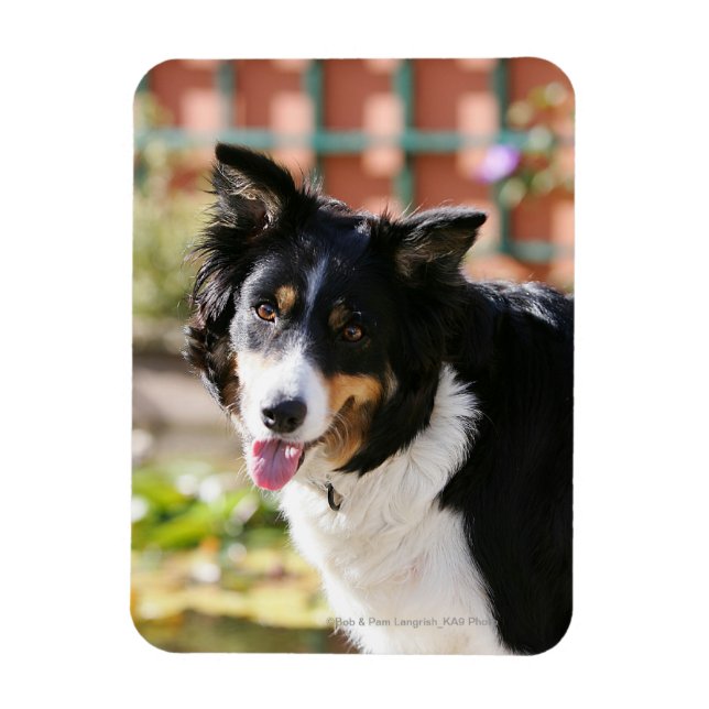 Magnet Flexible Bordure Collie Panne 1 (Vertical)