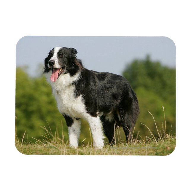 Magnet Flexible Bordure Collie Panne debout (Horizontal)