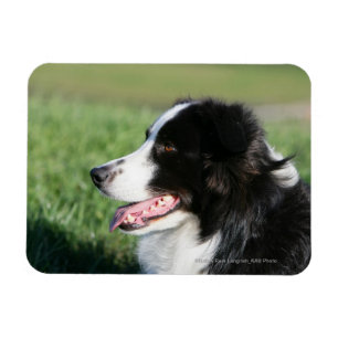 Magnet Flexible Bordure Collie Puppy S'Éclatant