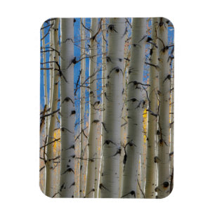 Magnet Flexible Bosquets de trembles   Montagnes Rocheuses du Colo