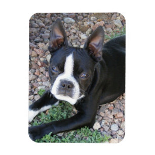 Magnet Flexible Boston Terrier