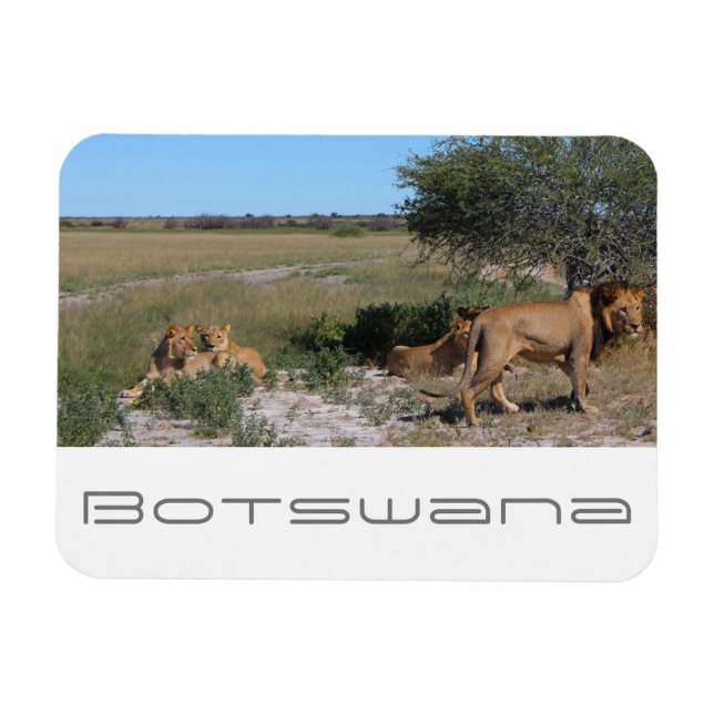 Magnet Flexible Botswana Centre Kalahari Lions Savannah Voyage (Horizontal)