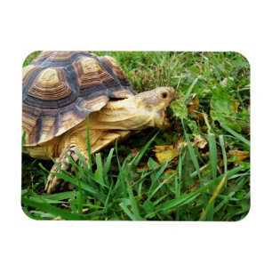 Magnet Flexible Bouche Sulcata Tortoise Open Take Bite of Grass