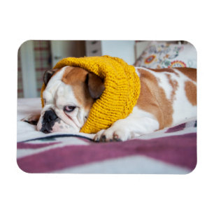 Magnet Flexible Bouledogue anglais des images de Getty