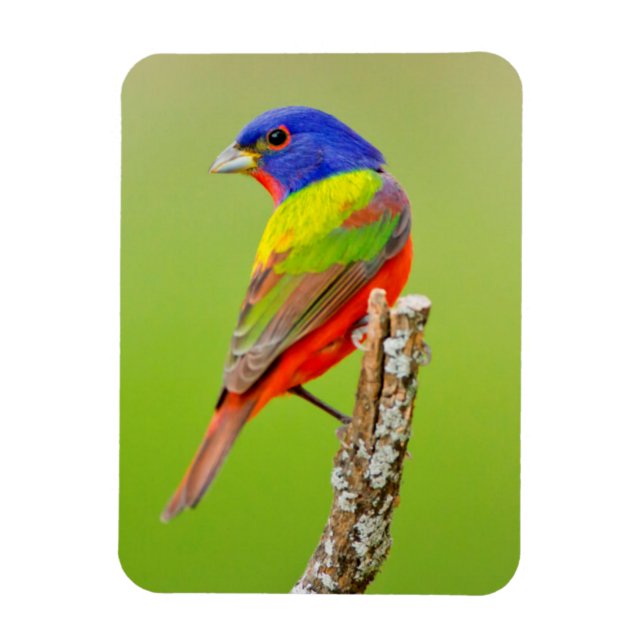 Magnet Flexible Bouton peint (Passerina ciris) Homme Perché (Vertical)