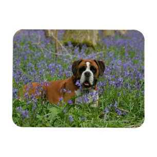 Magnet Flexible Boxer Laying in Bluebells