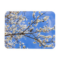 branche de floraison