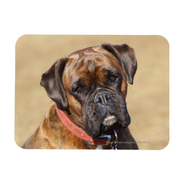 Magnet Flexible Brindle Boxer Chien (Horizontal)