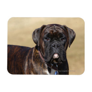 Magnet Flexible Brindle Boxer Chien debout