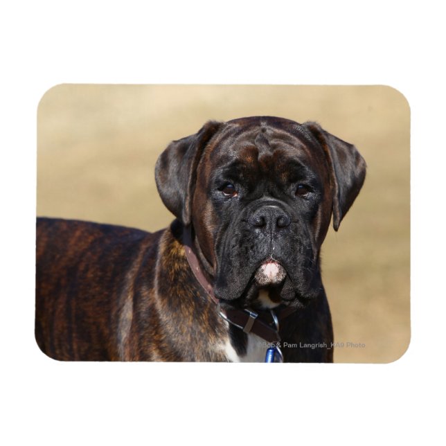 Magnet Flexible Brindle Boxer Chien debout (Horizontal)
