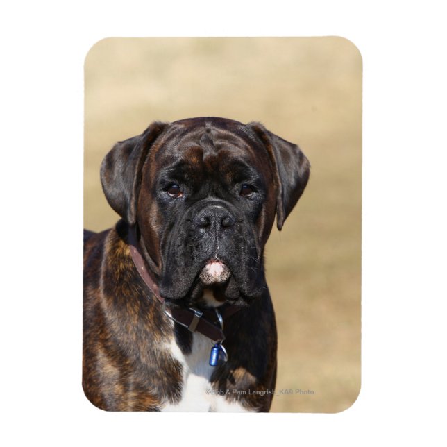 Magnet Flexible Brindle Boxer Chien debout (Vertical)