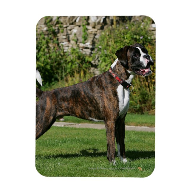 Magnet Flexible Brindle Boxer Dog Show Stance (Vertical)