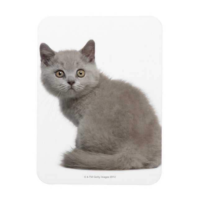 Magnet Flexible British Shorthair Kitten | 10 Semaines (Vertical)