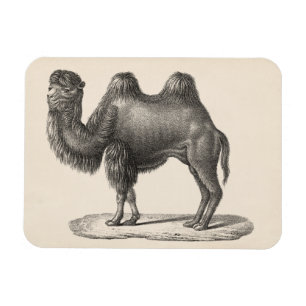 Magnet Flexible Brodtmann Camel Sketch