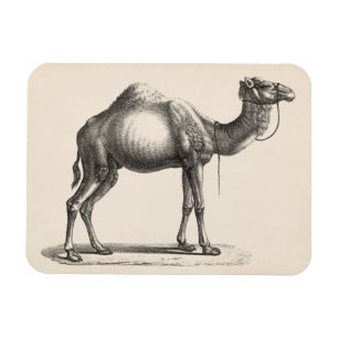 Magnet Flexible Brodtmann Dromedary Camel croquis