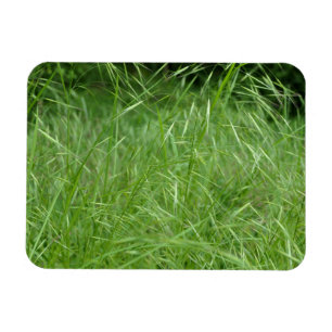 Magnet Flexible Bromus tectorum