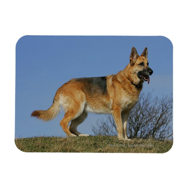Magnet Flexible Brown Long Haired Berger allemand 2 (Horizontal)