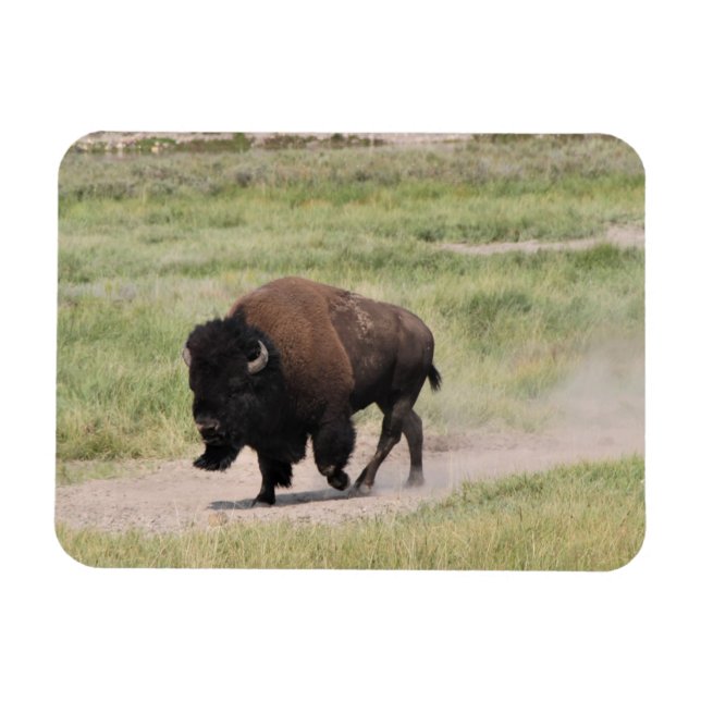 Magnet Flexible Buffalo en mouvement, Photographie (Horizontal)