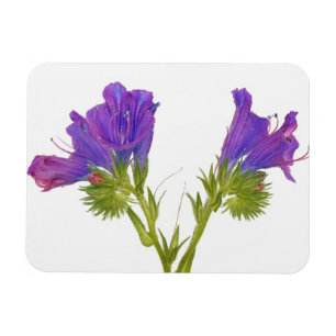 Magnet Flexible Bugloss vipères pourpres (echium plantagineum)