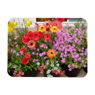 Magnet Flexible Bulbes de printemps Rannunculus fleurs fleurs