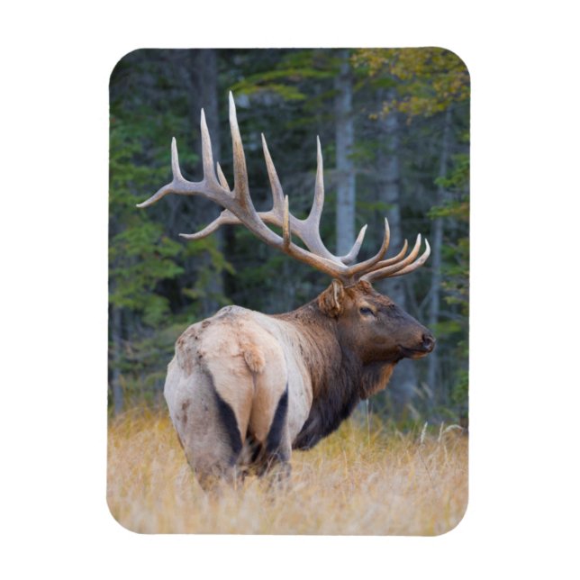 Magnet Flexible Bull (Vertical)