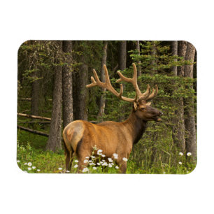 Magnet Flexible Bull Elk en Velvet, Canada