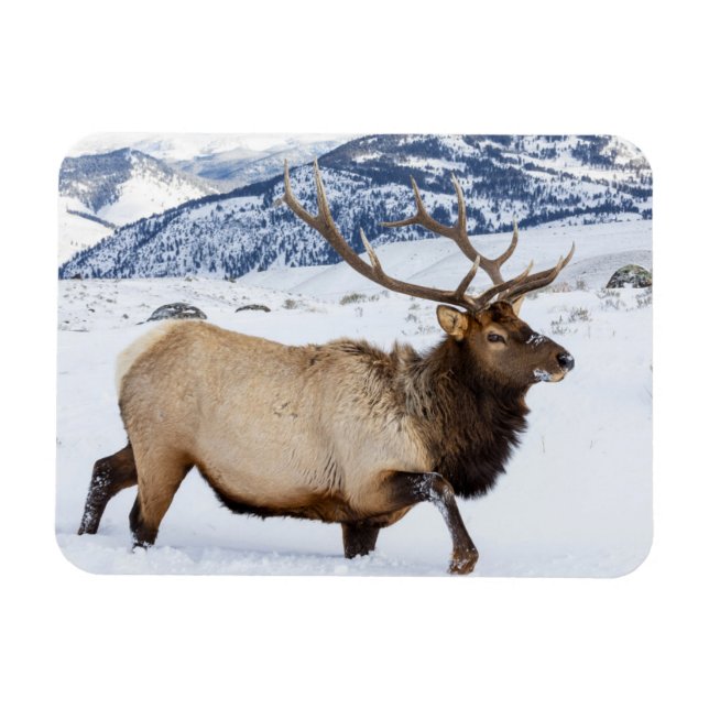 Magnet Flexible Bull Elk | Wyoming (Horizontal)