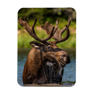 Magnet Flexible Bull Moose   Parc national du Glacier Montana