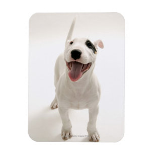 Magnet Flexible Bull-terrier joyeux