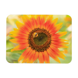 Magnet Flexible Bumblebebe au tournesol, jardin communautaire