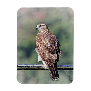 Magnet Flexible Buse à queue rouge immature