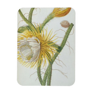 Magnet Flexible Cactus : Cierge, Plantae Selectae" 175 de Trew de