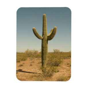 Magnet Flexible Cactus solitaire