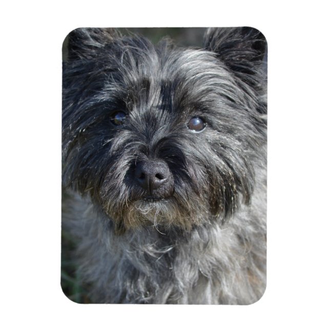 Magnet Flexible Cairn Terrier Face (Vertical)