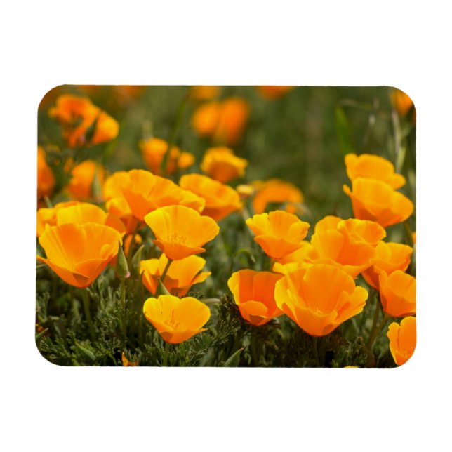 Magnet Flexible California poppies (Horizontal)