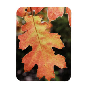 Magnet Flexible Californie, Une feuille de chêne de couleur automn