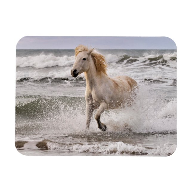 Magnet Flexible Camargue Horse court de Surf (Horizontal)
