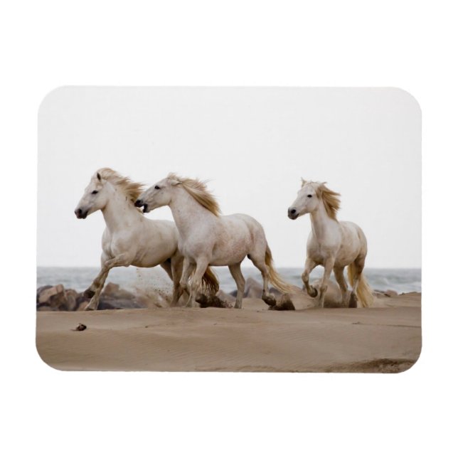 Magnet Flexible Camargue Horses courir sur la plage (Horizontal)