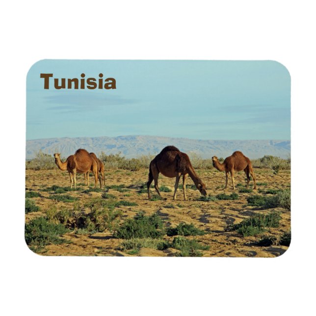 Magnet Flexible Camels, Tunisie (Horizontal)