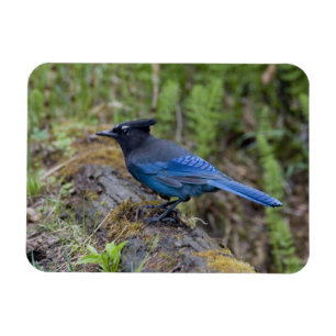 Magnet Flexible Canada : Colombie-Britannique, parc national Yoho,