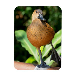 Magnet Flexible Canard À Sifflement Complet Sur Rail