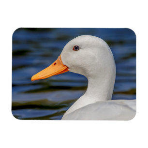 Magnet Flexible Canard blanc