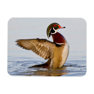 Magnet Flexible Canard branchu mâle battant des ailes en zone humi