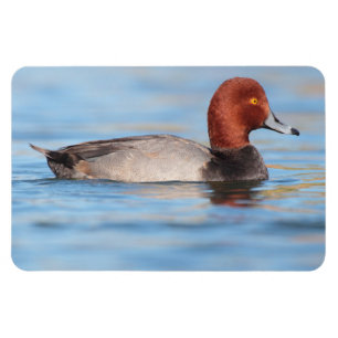 Magnet Flexible Canard roux mâle