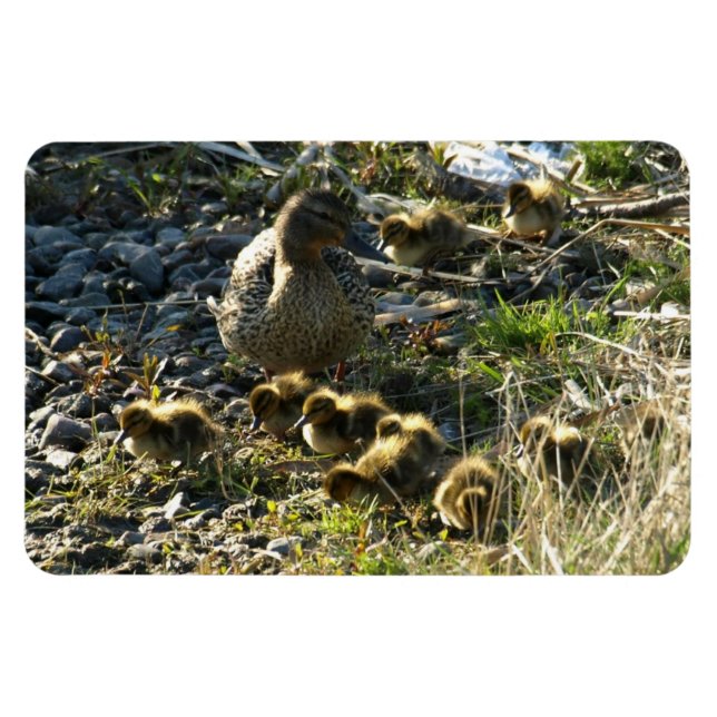 Magnet Flexible Canards adorables (Horizontal)