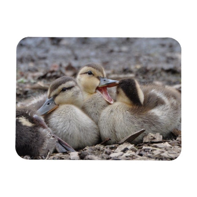 Magnet Flexible Canetons bavards de Mallard (Horizontal)