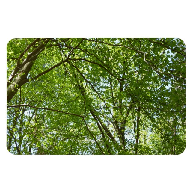 Magnet Flexible Canopée du printemps Feuille Green Nature Scene (Horizontal)
