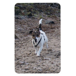 Magnet Flexible Capo von Oppenheim, Jack Russell Terrier Dog Magne